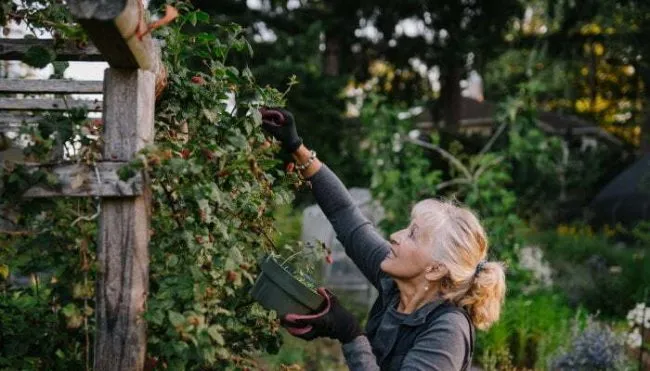 study-shows-cognitive-longevity-depends-on-these-3-critical-vitamins