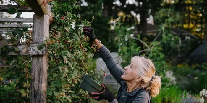 study-shows-cognitive-longevity-depends-on-these-3-critical-vitamins