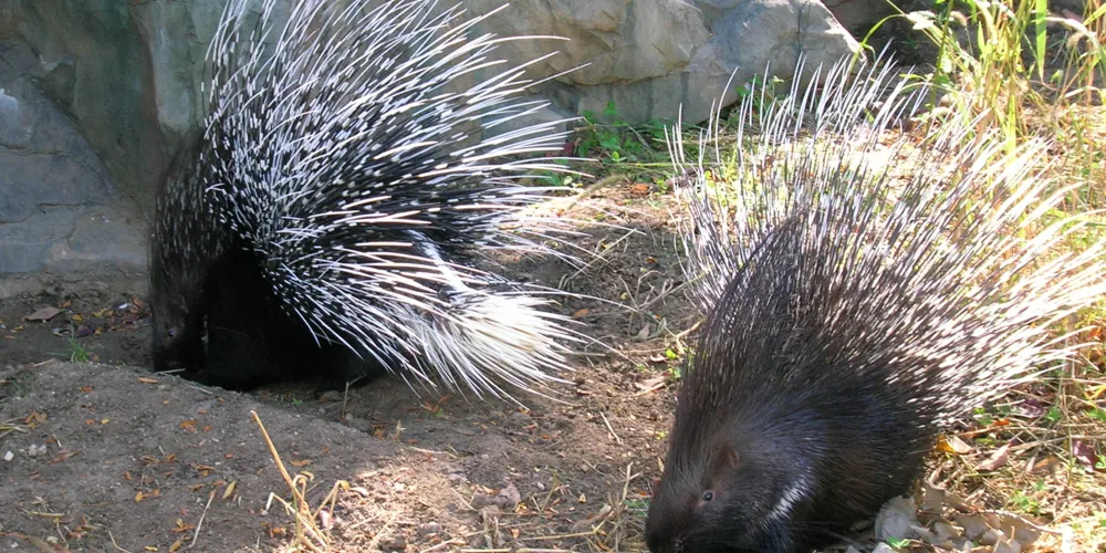 what-porcupines-can-teach-us-about-making-love