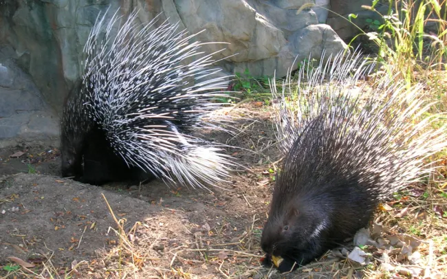 what-porcupines-can-teach-us-about-making-love