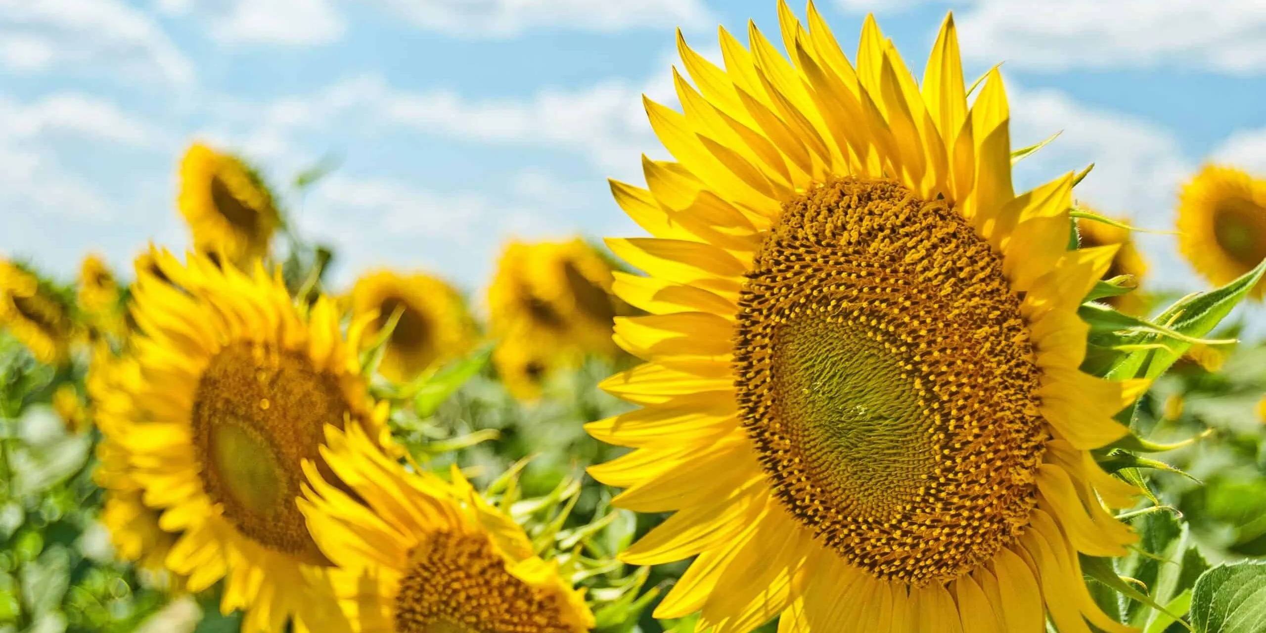 how-maslow’s-pyramid-powers-growth-at-work,-school,-and-beyond