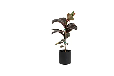 Plantwell Self-Watering Ficus elastica 'Ruby'