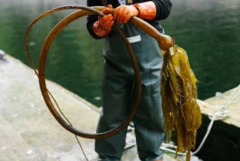 Alaska Kelp