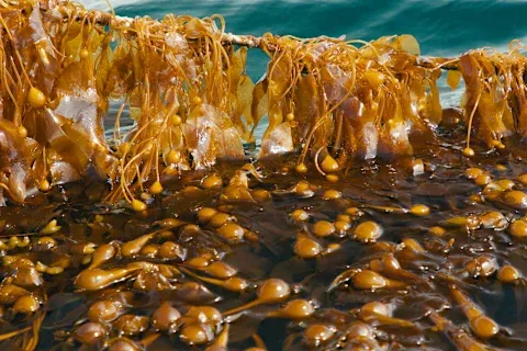 Alaska Kelp