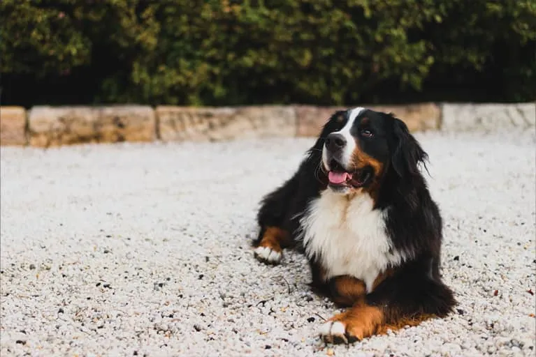 Even Your Dog Thinks Seasonal Allergies Are The Worst. Here’s How to Help