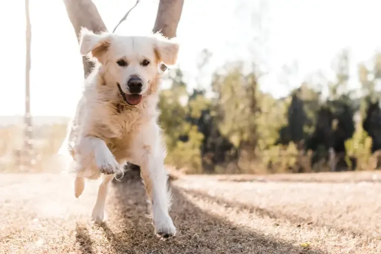 Research Shows A Raw Diet Can Help Dogs With Digestive Issues. Here's How