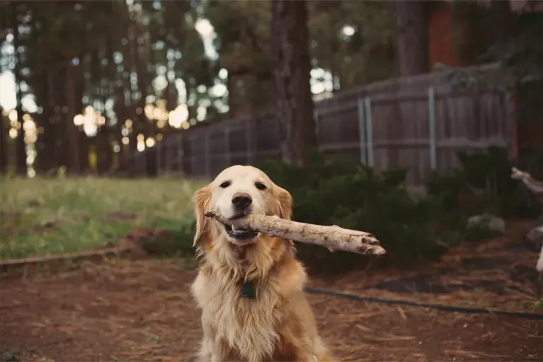 Pet Parents, We Cleared Up 5 Myths About A Raw Dog Food Diet. Here’s Why We’re Relieved