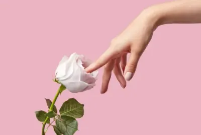 Simulation Of Masturbation, Woman Finger Touch Inside White Rose On A Pink Background With Copy Space. Sex Concept.
