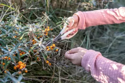 sea buckthorn berries