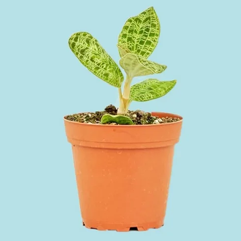 jewel orchid in small container jewel orchid in small container