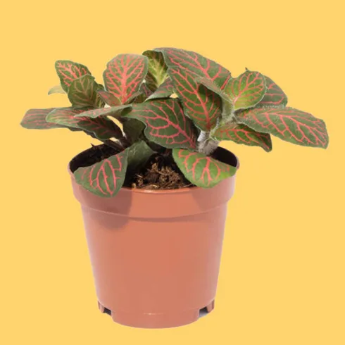 red nerve plant in plastic container red nerve plant in plastic container