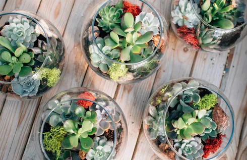 Build A Living Landscape With Our Complete Guide To Terrarium Plants Build A Living Landscape With Our Complete Guide To Terrarium Plants
