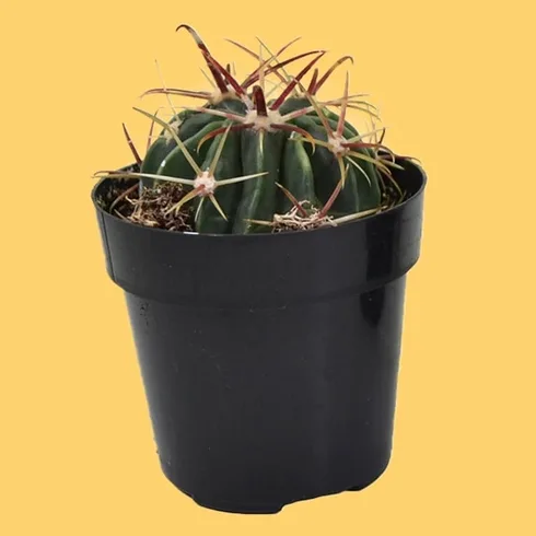 devil's tongue plant in black container devil's tongue plant in black container