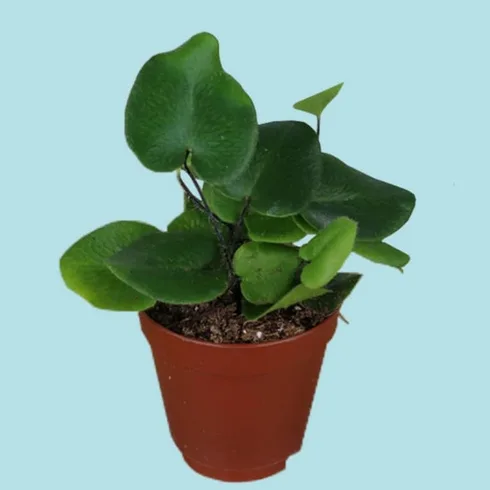 heart leaf fern in red container heart leaf fern in red container