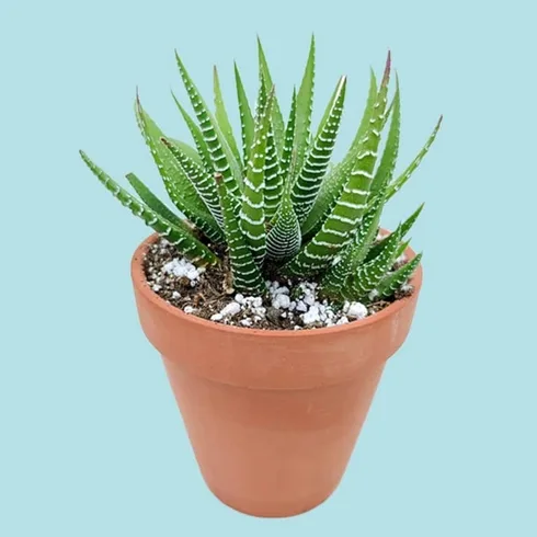 zebra plant in terra cotta planter zebra plant in terra cotta planter