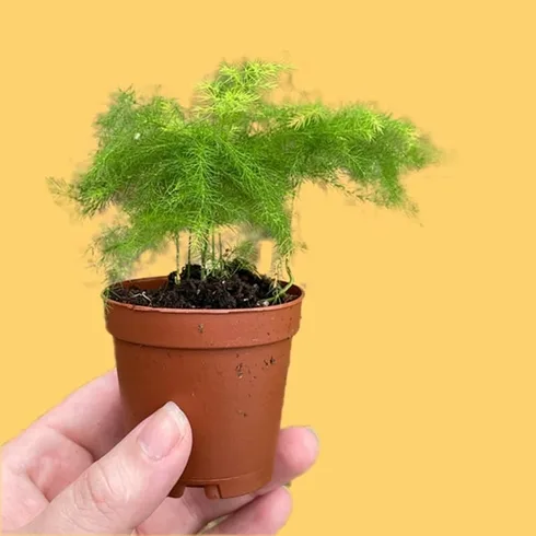 small asparagus fern in hand small asparagus fern in hand