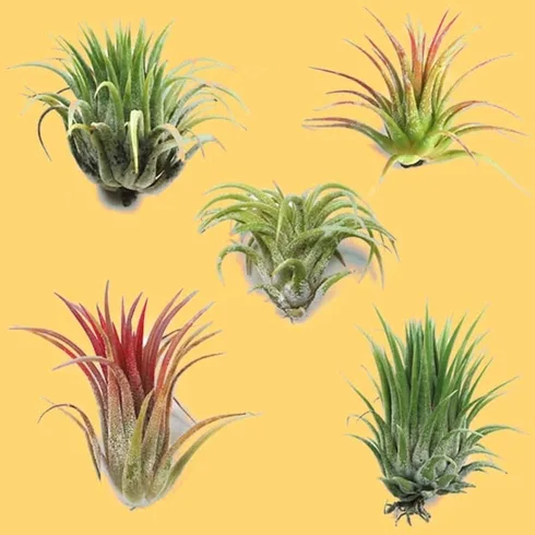 air plants on yellow background air plants on yellow background