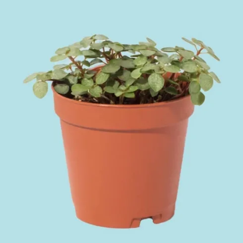 small pilea glauca in red container small pilea glauca in red container