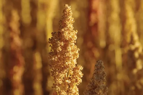 Quinoa Oil Is Changing How We're Thinking About Body Care & Beauty. Here's Why Quinoa Oil Is Changing How We're Thinking About Body Care & Beauty. Here's Why