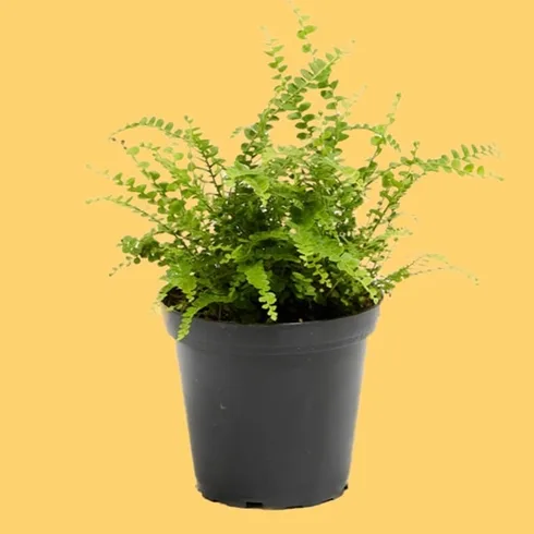 lemon button fern in black container lemon button fern in black container